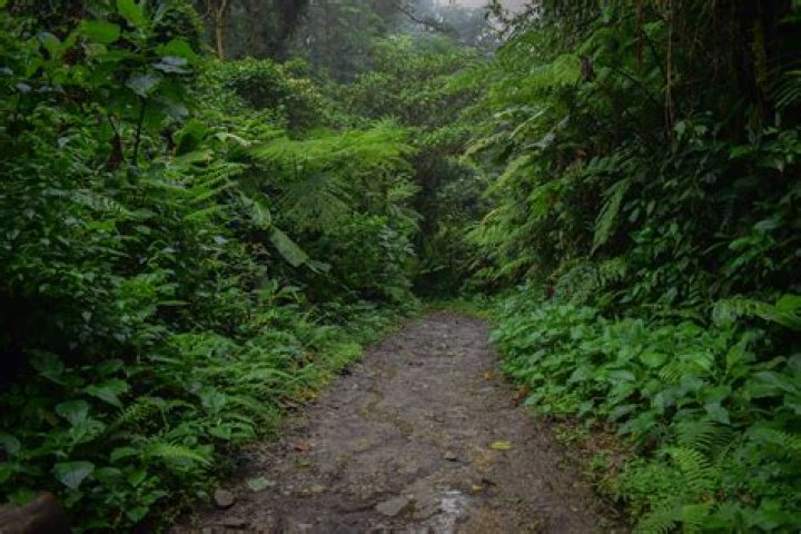 Can I own forest land?