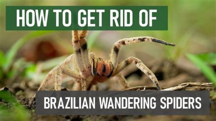 How do I get rid of Brazilian wandering spiders?