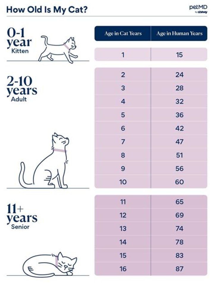 How is age counted in Japan?
