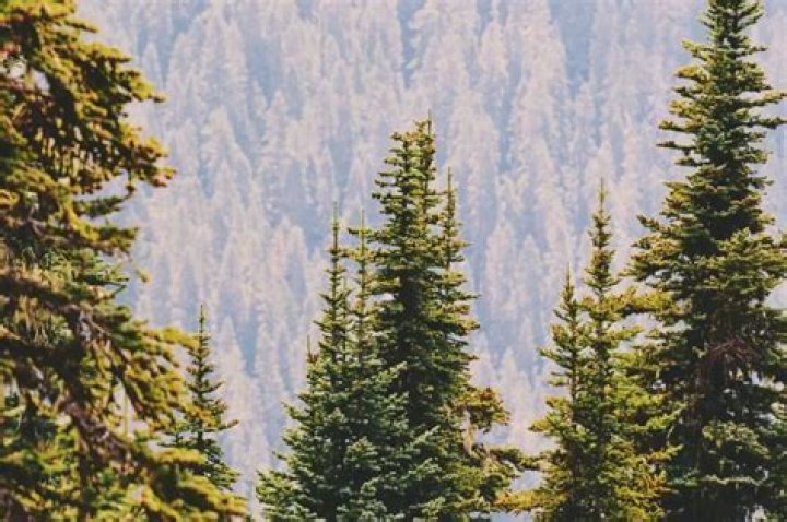 How much is an acre of pine trees worth?