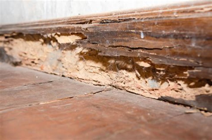 Should you remove termite damaged wood?
