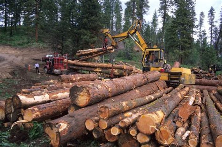 What is forest management for timber production?