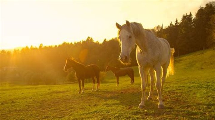 When did it become illegal to slaughter horses?